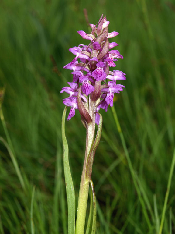 Dubbi du due orchidee
